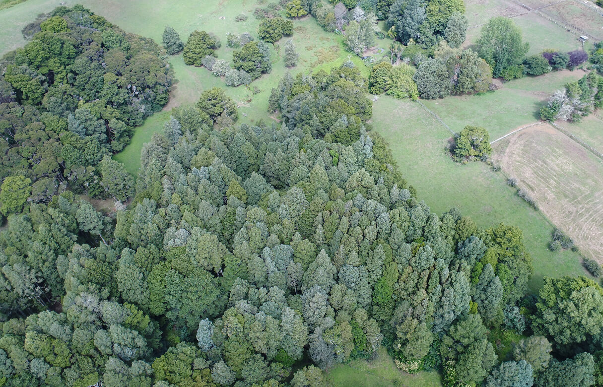 Tree Protection Plan change for Auckland